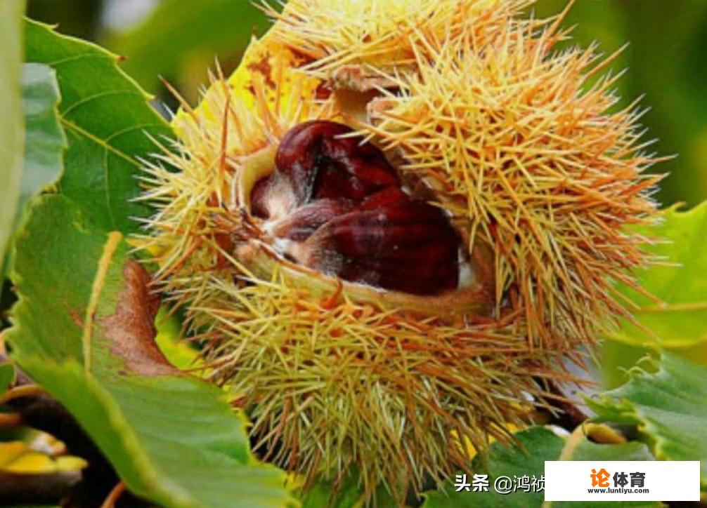 你们那里农村土特产都有什么