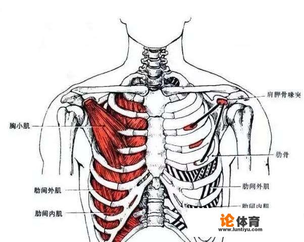 胸前痛是怎么回事，一伸展就响一下，弯腰也有点不舒服