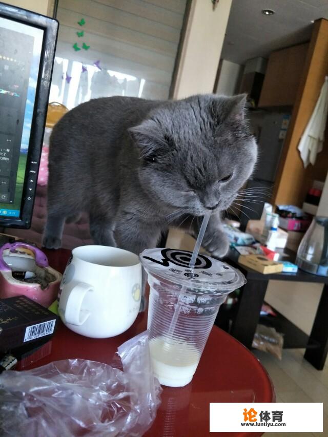 有人能解释下为什么我家猫咪酷爱玩棍儿之类的东西吗 有人能解释下为什么我家猫咪酷爱玩棍儿之类的东西吗