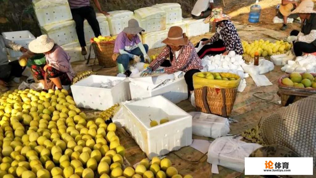 抖音里总是有人发出水果卖不出去,果农坐地里痛哭,为什么就不便宜卖出去?_竖版兵乓球 抖音里总是有人发出水果卖不出去,果农坐地里痛哭,为什么就不便宜卖出去?_竖版兵乓球