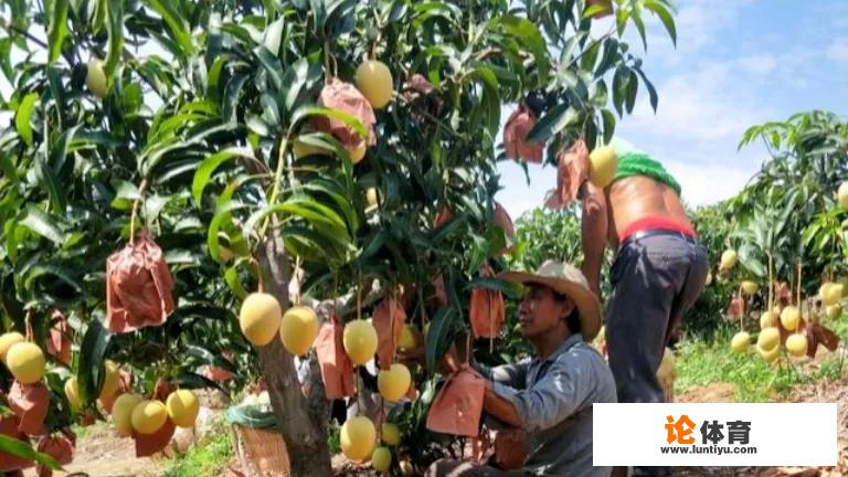 抖音里总是有人发出水果卖不出去,果农坐地里痛哭,为什么就不便宜卖出去?_竖版兵乓球 抖音里总是有人发出水果卖不出去,果农坐地里痛哭,为什么就不便宜卖出去?_竖版兵乓球