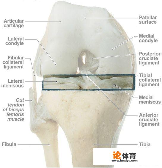 半月板能自己康复吗？_仙桃桌球比赛视频直播回放