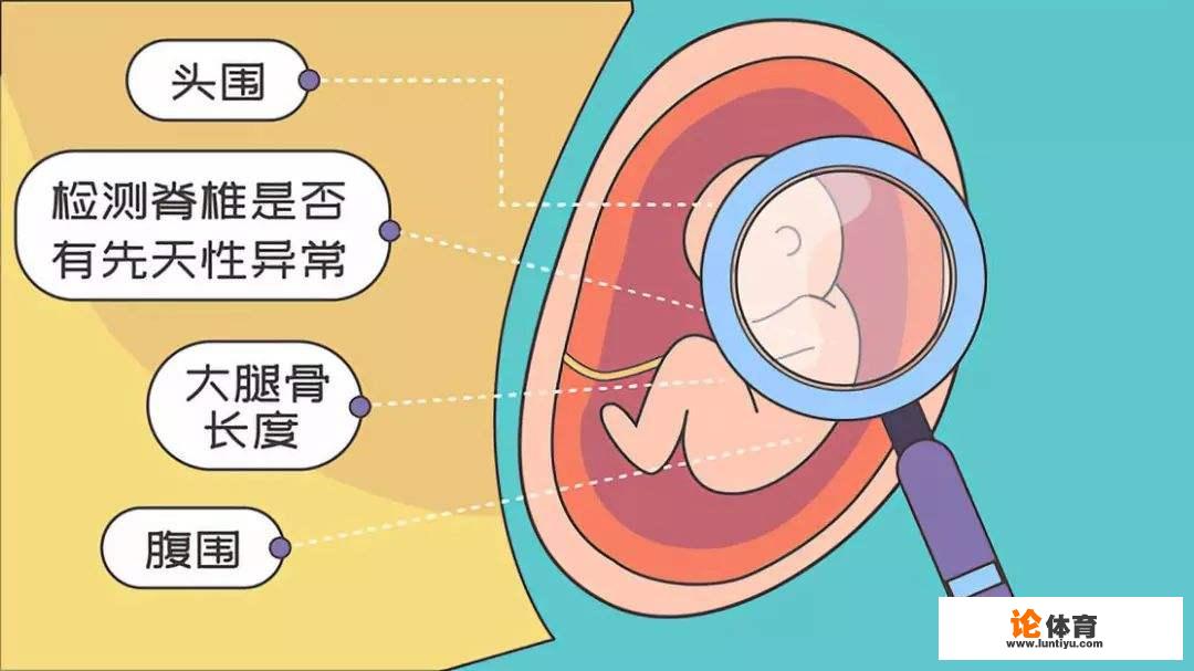 B超中BPD、OFD、HC、AC、FL都代表什么？_彩超中bpd什么意思