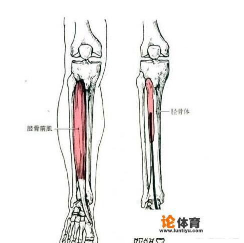 跑步时小腿骨内侧庝,是什么原因呢?_游泳运动员小腿疼 跑步时小腿骨内侧庝,是什么原因呢?_游泳运动员小腿疼