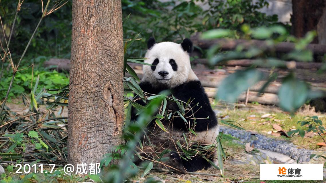 功夫熊猫收视率和排名