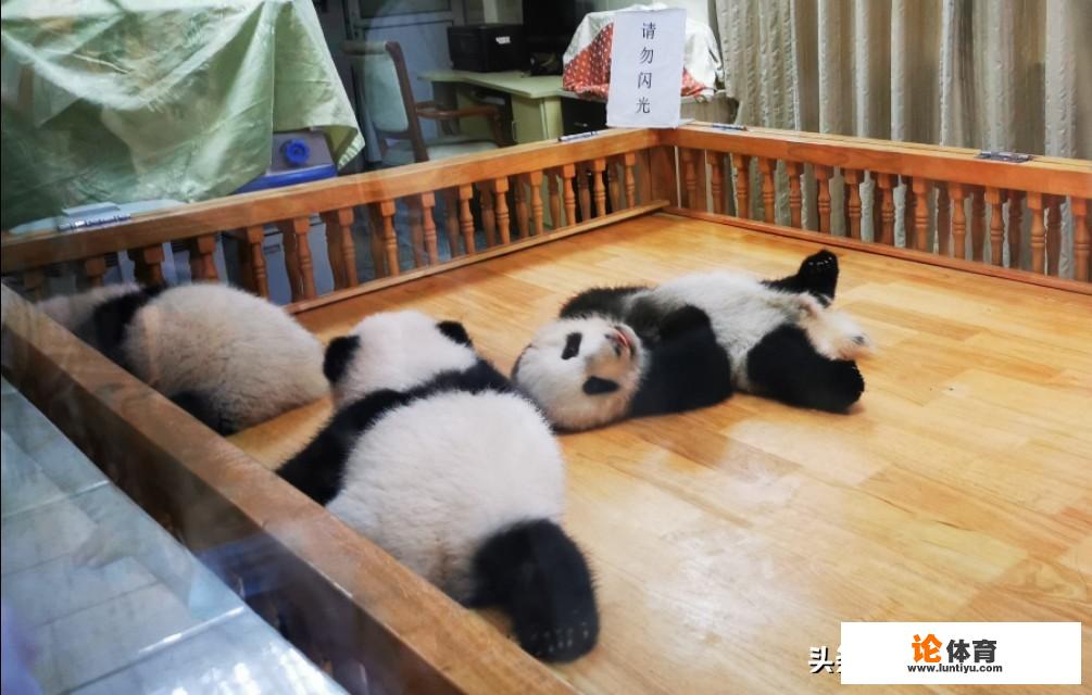 狮山英才学校好不好