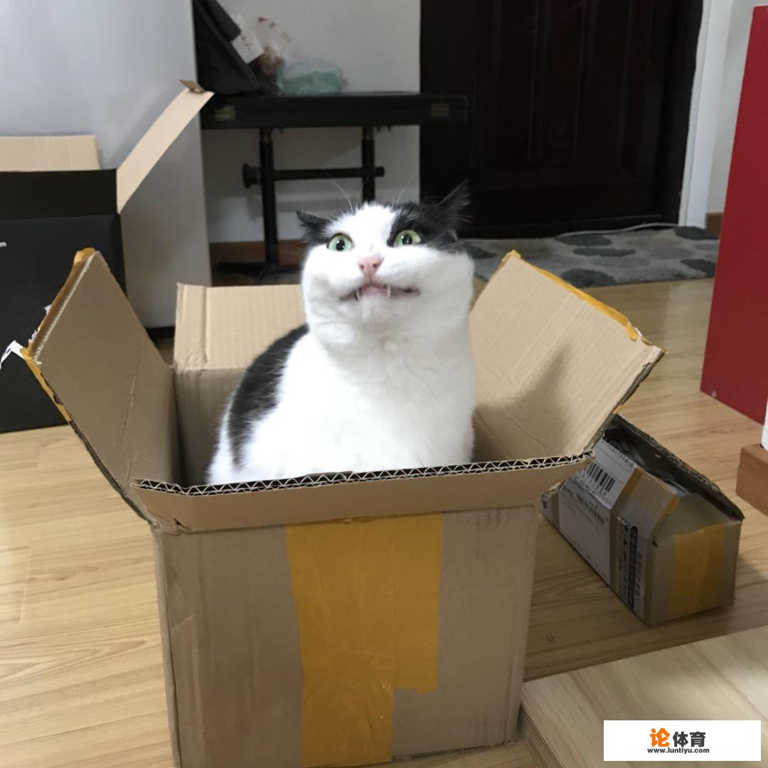 为什么奶牛猫有喵界神经病之称