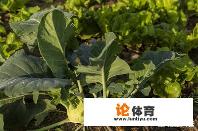 冬季如何种植芥菜？该注意什么