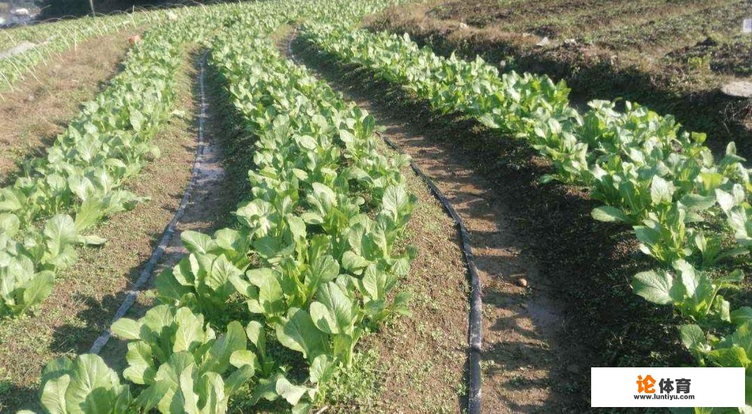 冬季如何种植芥菜？该注意什么