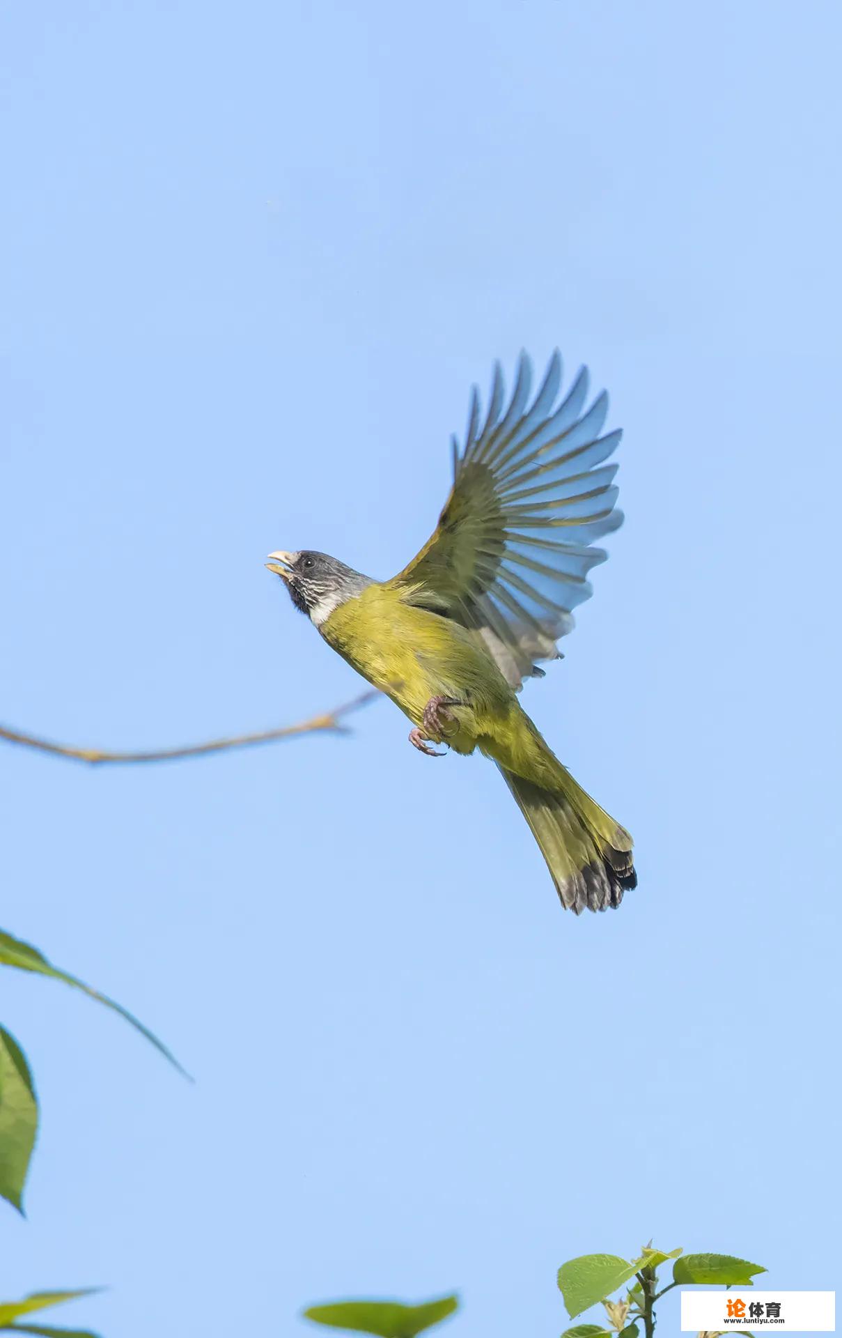 提升飞禽抓拍成功率