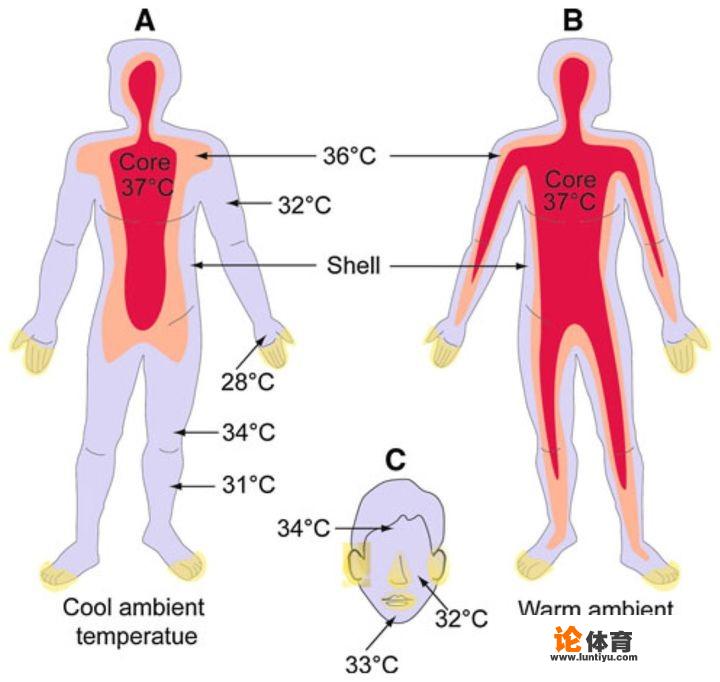 为什么人类的体温持续下降