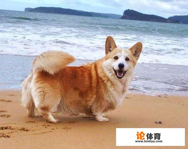 给马犬玩什么玩具好？