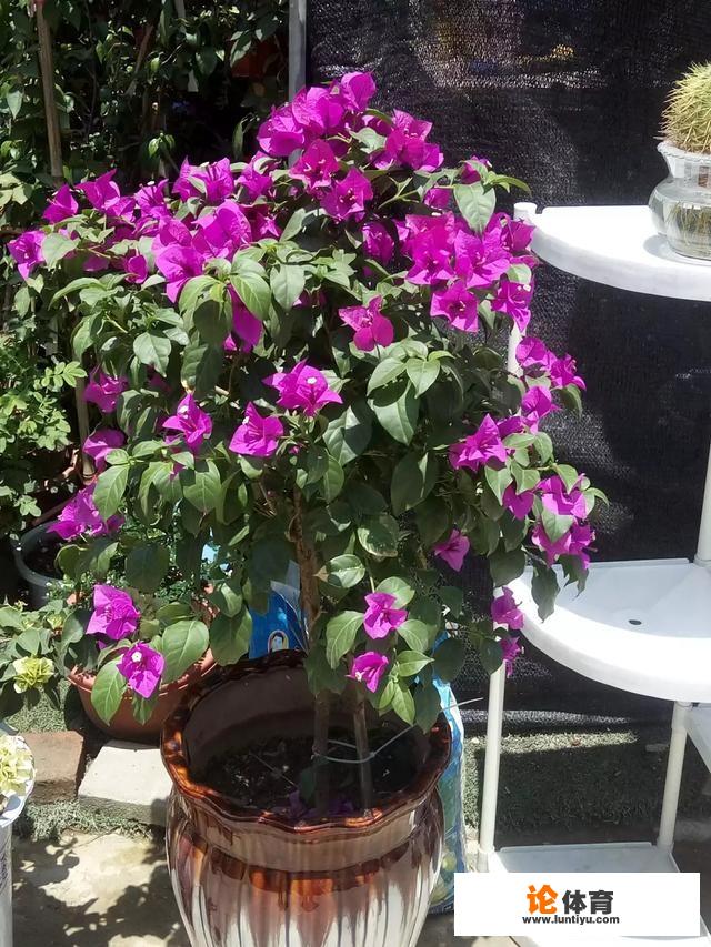 八月份适合种植什么花？