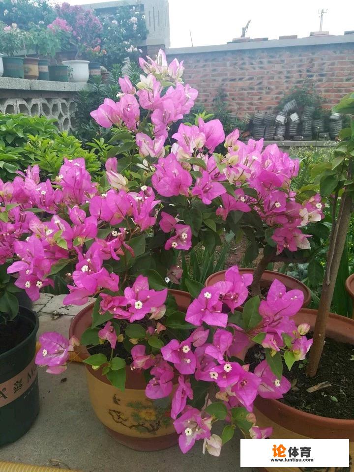 八月份适合种植什么花？