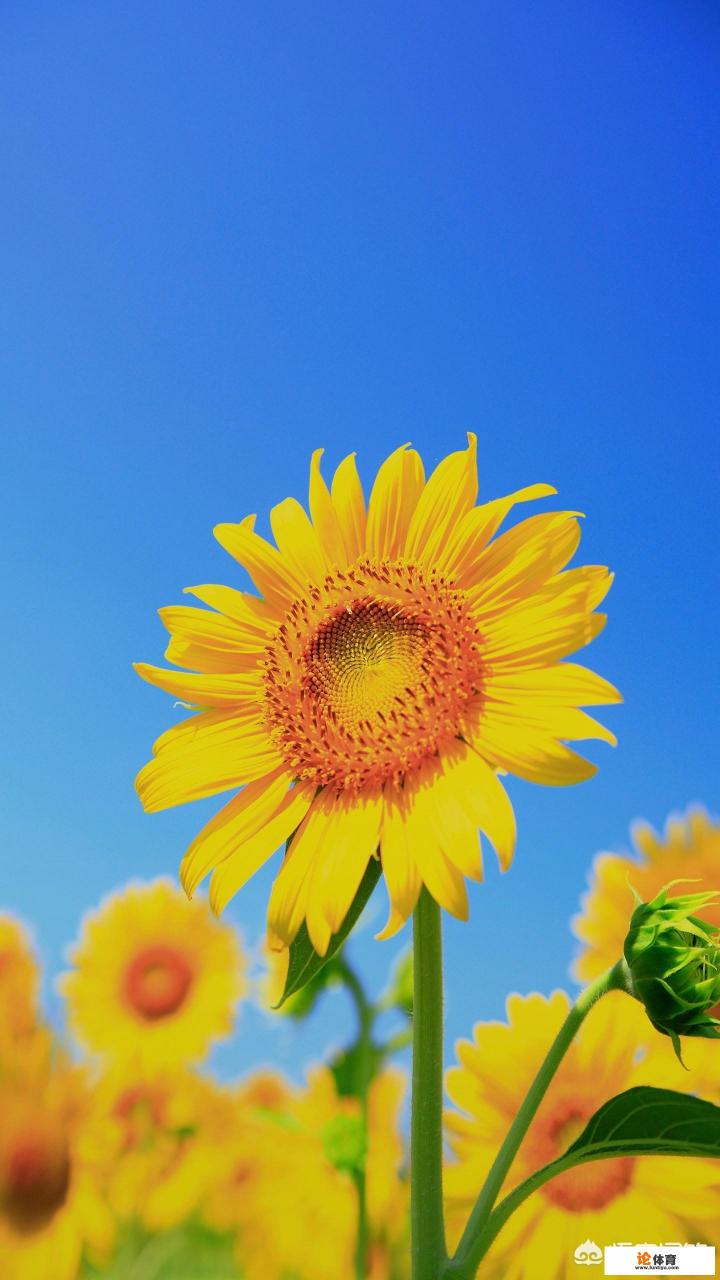 中超四队亚冠2胜1平1负,各位网友还满意吗? 中超四队亚冠2胜1平1负,各位网友还满意吗?