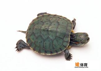 巴西龟什么时候换甲？